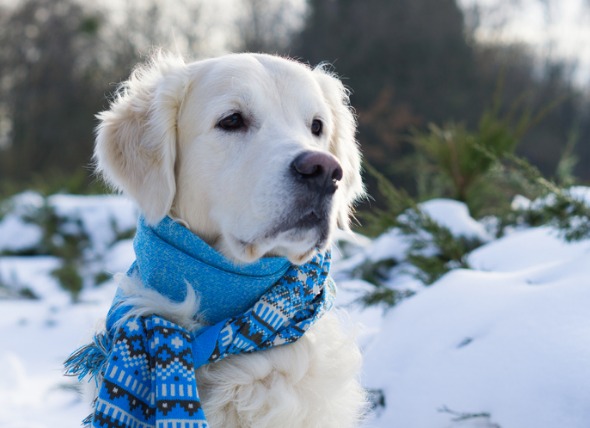 How Cold Is Too Cold For Your Dog Law s Country Kennel