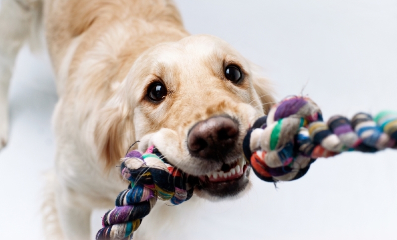 Ways to Keep Your Puppy Busy Indoors
