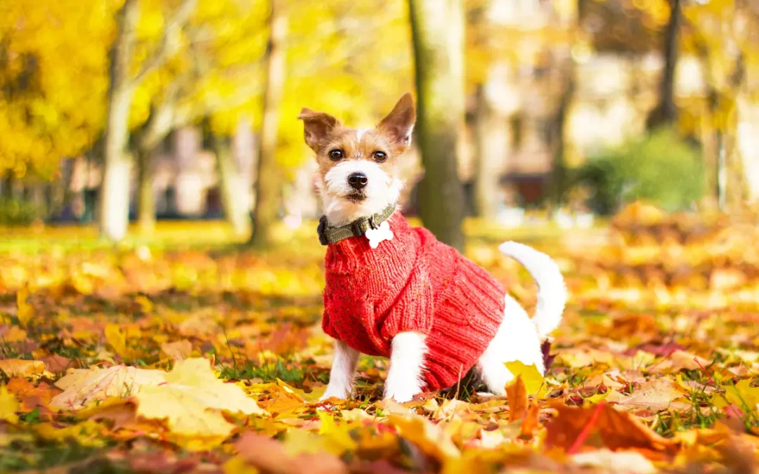 Don’t Let your Pet FALL for these Seasonal Hazards