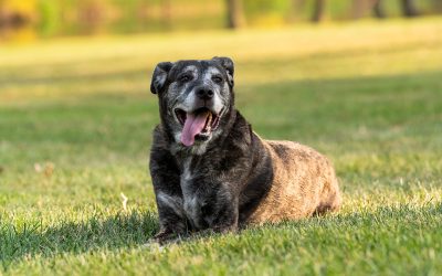 Caring for Your Senior Dog: A Guide to Keeping Your Pet Healthy and Happy as They Age 