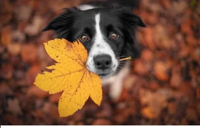 Fall Pet Safety Tips: Keeping Your Pets Secure and Happy this Autumn