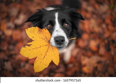 Fall Pet Safety Tips: Keeping Your Pets Secure and Happy this Autumn