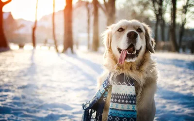 Winter Myths That Can Put Your Pet in Danger