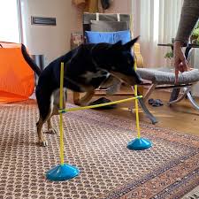 10 Indoor Exercises for Dogs to Try This Winter