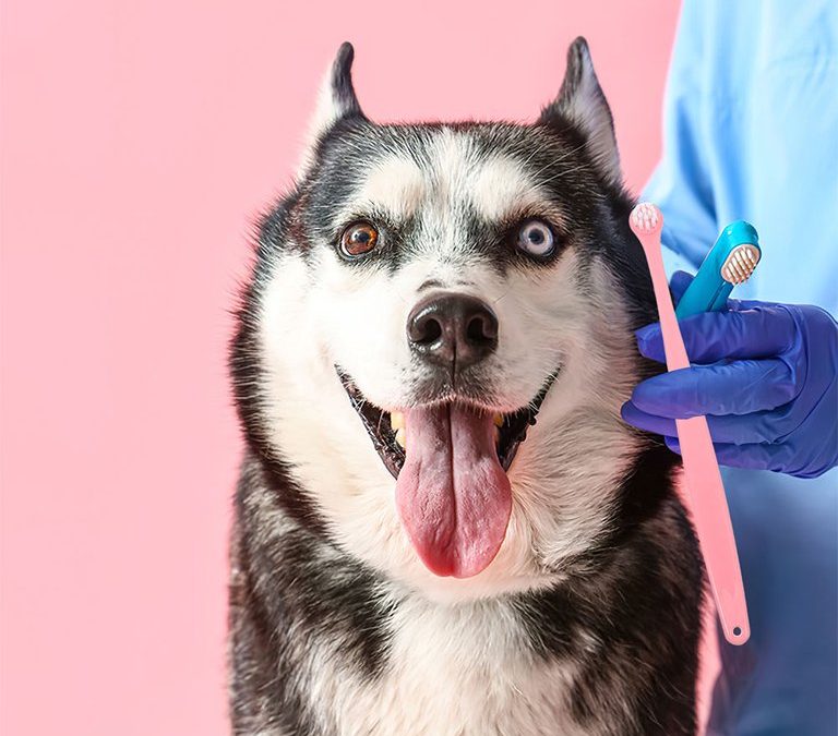 Dog Dental Care: 6 Ways to Keep a Dog’s Mouth Clean